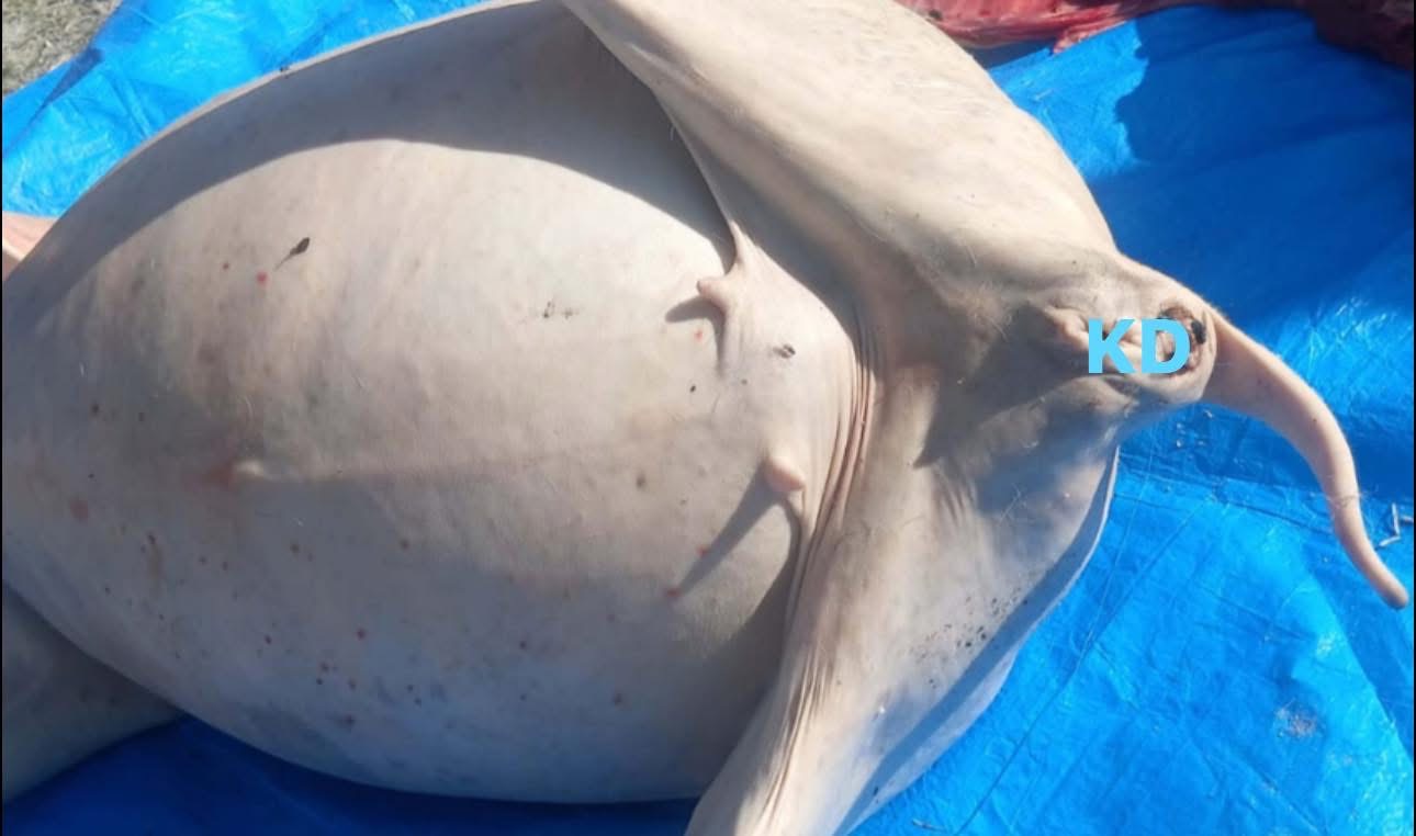 मुगुमा खसी भन्दै बाख्रीको मासु बेच्ने तीन व्यापारी पक्राउ