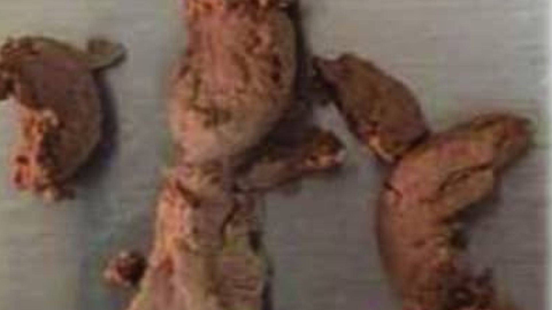 नेपालगन्जमा ब्राउन सुगर र ट्रामाडोलसहित दुई जना पक्राउ