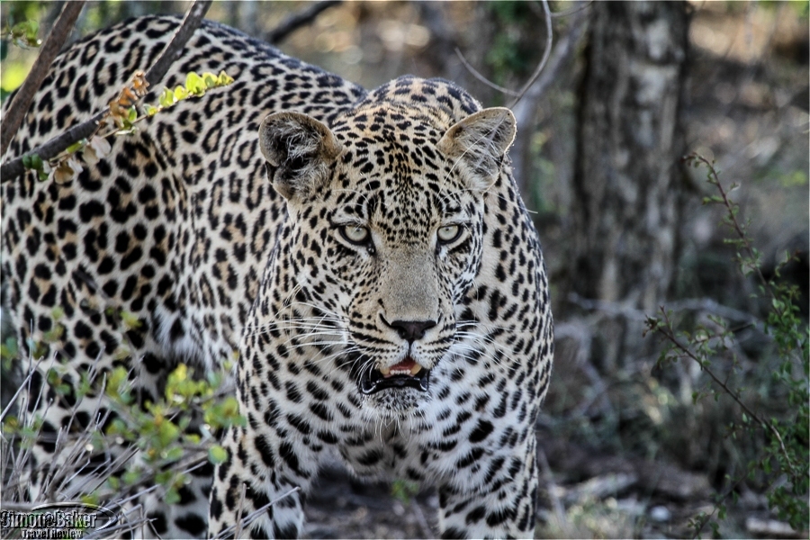 बर्दियामा चितुवाको आक्रमण बाट एक महिलाको मृत्यु
