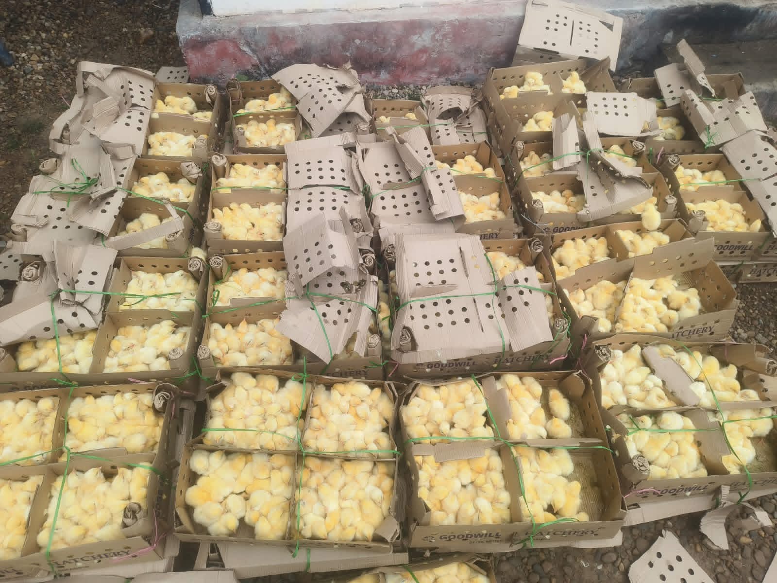 बाँकेमा अबैध रुपमा भारतबाट ल्याइएका ब्रोईलर कुखुराका चल्ला बरामद