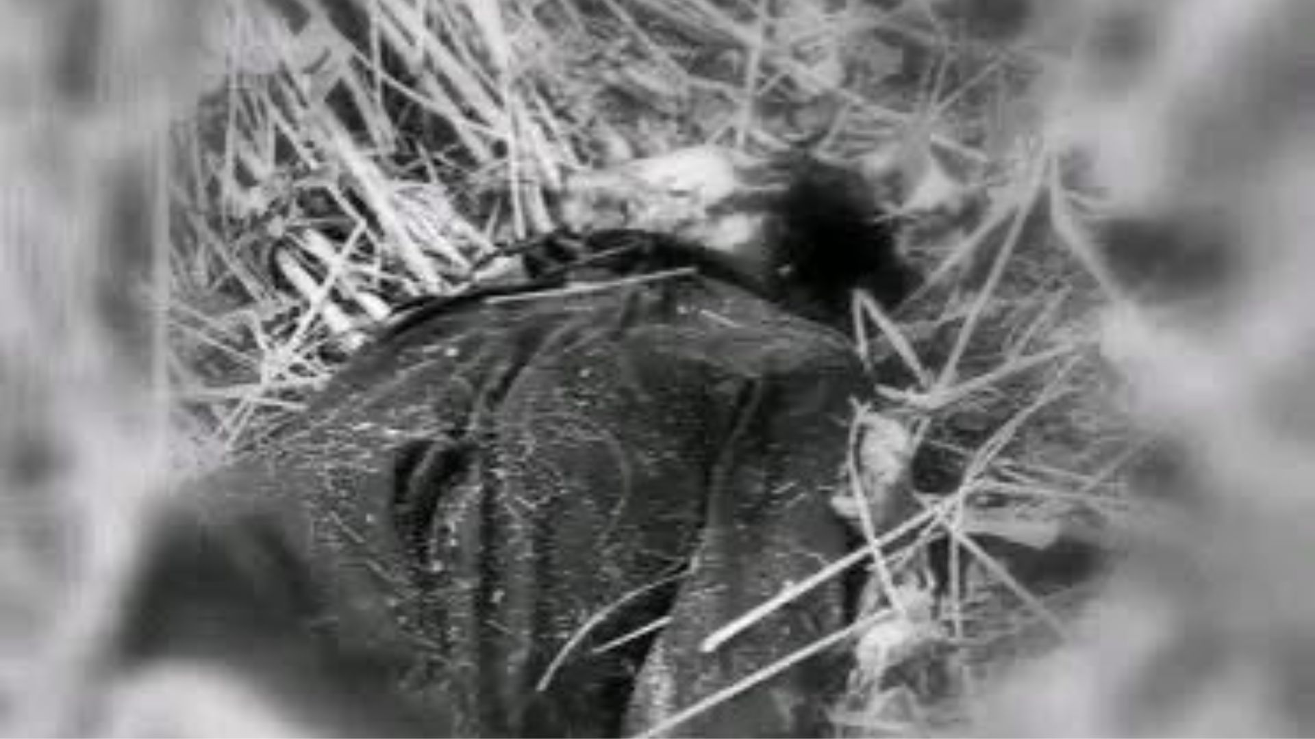 बर्दियामा चितुवाको आक्रमणबाट एक जनाको मृत्यु