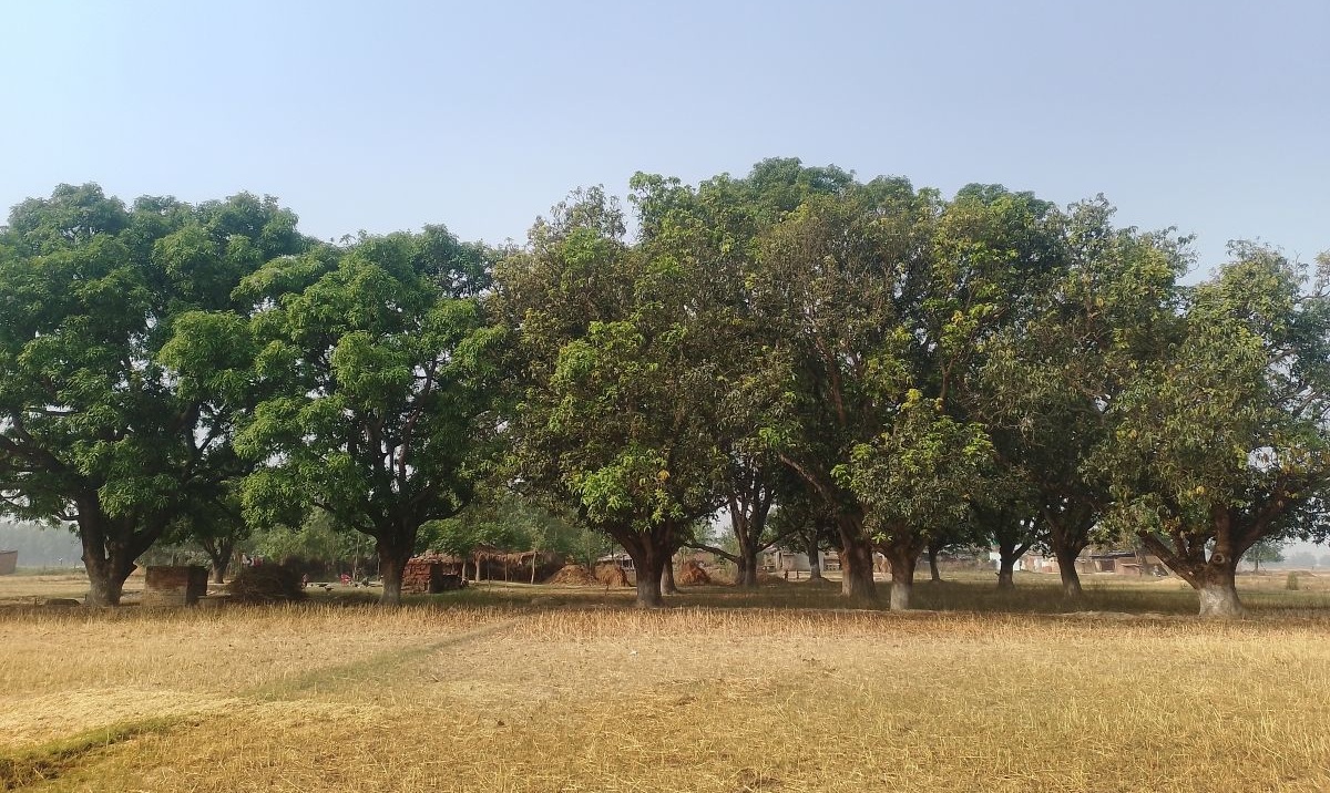 मधुवा रोगको समस्याले किसान चिन्तित