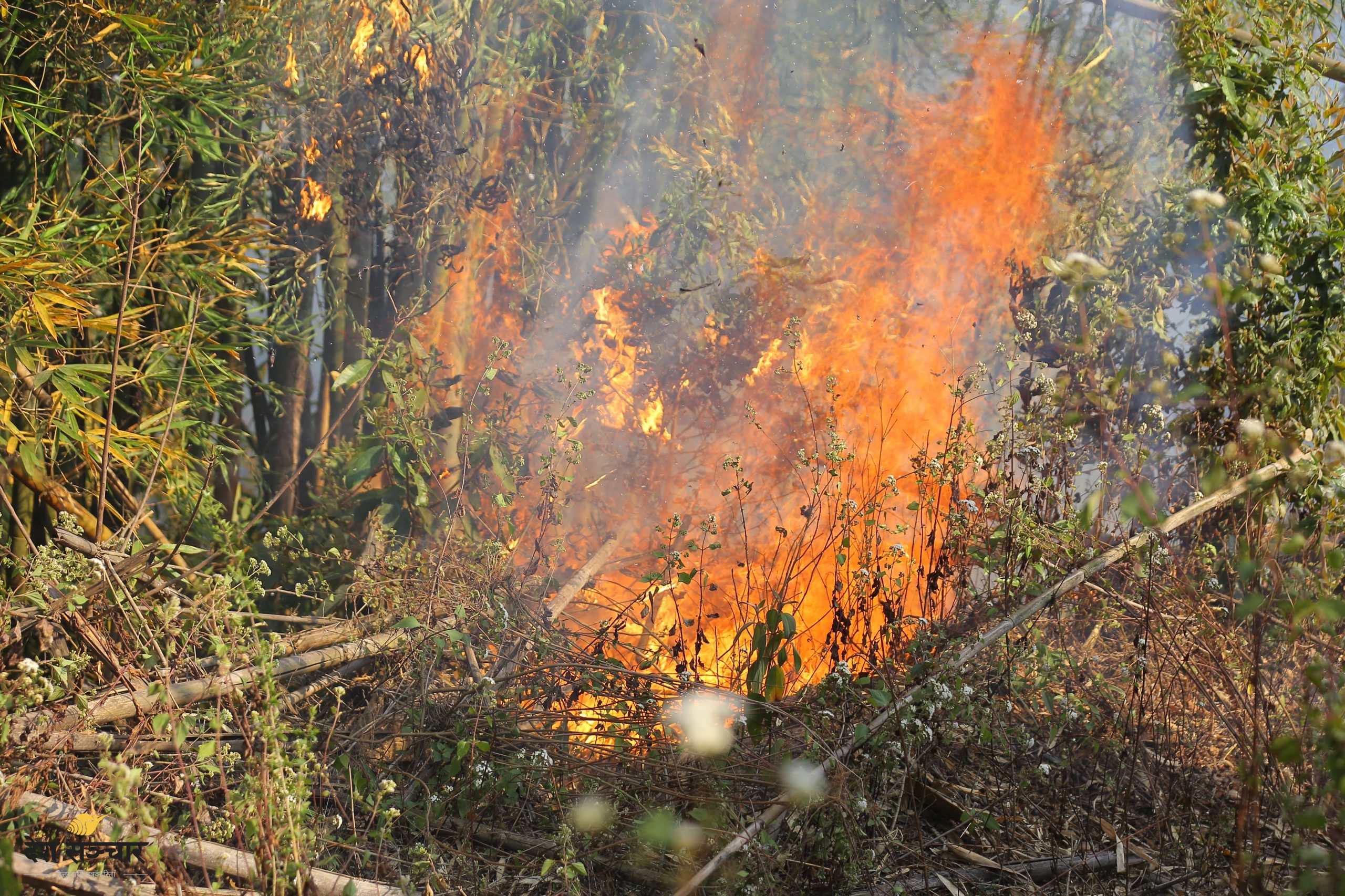 बाँकेका १२ सामुदायिक वनमा डढेलो, ४ हजार हेक्टर क्षेत्र प्रभावित