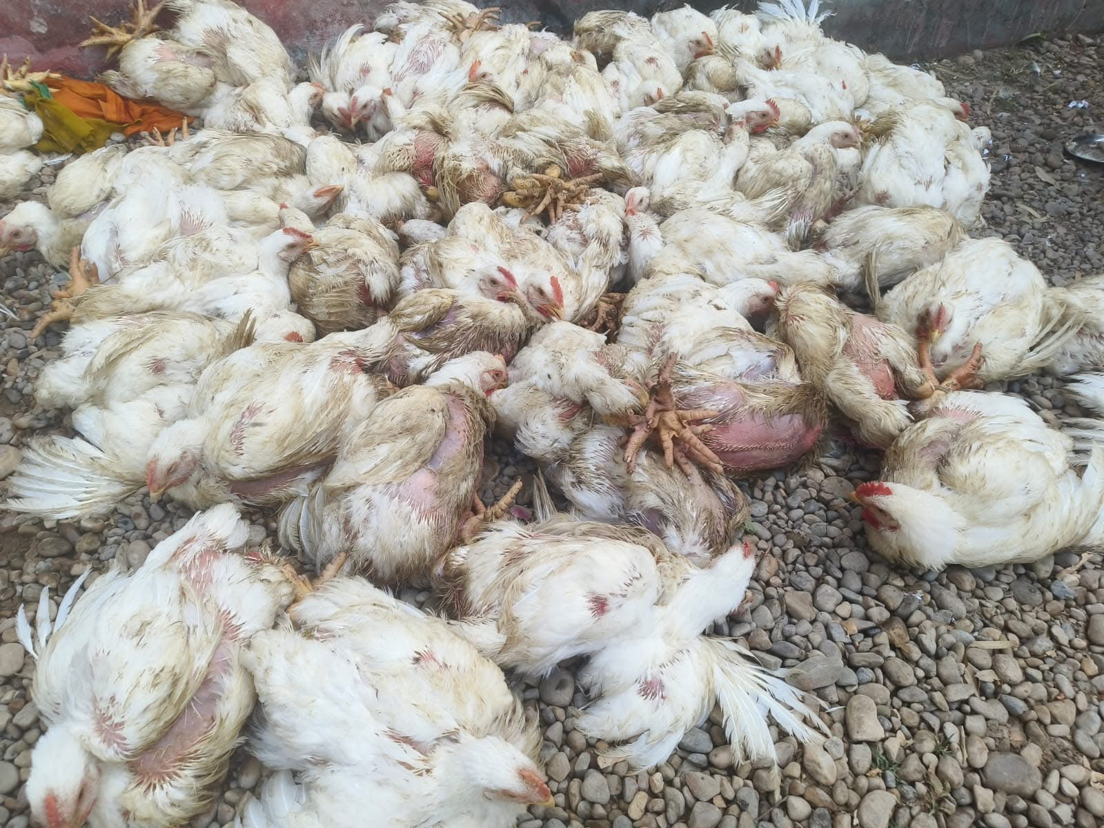 जमुनाह नाकाबाट अवैध रूपमा ल्याइएका बोईलर कुखुरा बरामद